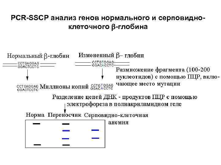Анализ гена. Метод анализа конформационного полиморфизма однонитевой ДНК. Анализ одноцепочечного конформационного полиморфизма SSCP. SSCP метод анализа. SSCP анализ суть метода.