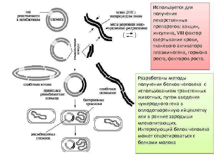 Используется для получения лекарственных препаратов: вакцин, инсулина, VIII фактор свертывания крови, тканевого активатора плазминогена,