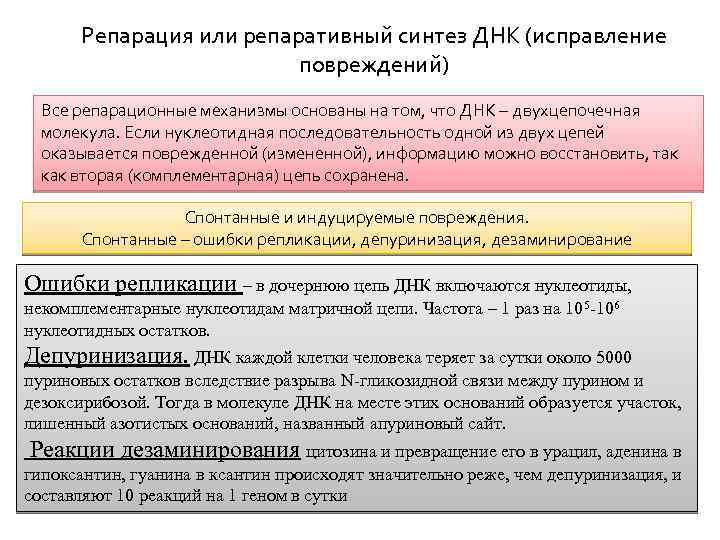 Репарация или репаративный синтез ДНК (исправление повреждений) Все репарационные механизмы основаны на том, что