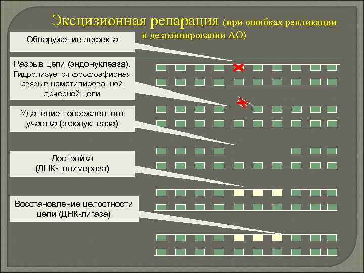 Эксцизионная репарация (при ошибках репликации Обнаружение дефекта Разрыв цепи (эндонуклеаза). Гидролизуется фосфоэфирная связь в