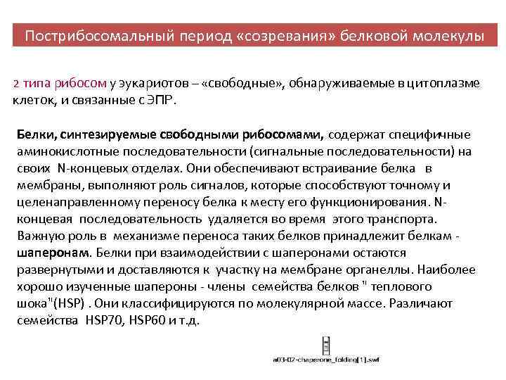 Пострибосомальный период «созревания» белковой молекулы 2 типа рибосом у эукариотов – «свободные» , обнаруживаемые