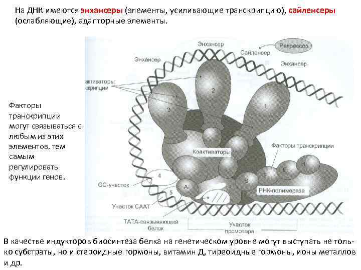 На ДНК имеются энхансеры (элементы, усиливающие транскрипцию), сайленсеры (ослабляющие), адапторные элементы. Факторы транскрипции могут