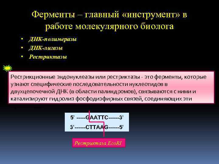 Ферменты – главный «инструмент» в работе молекулярного биолога • ДНК-полимеразы • ДНК-лигазы • Рестриктазы