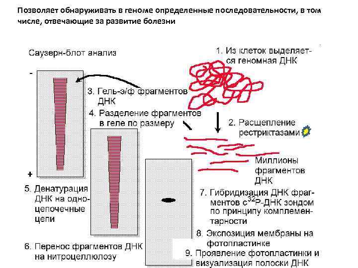 Позволяет обнаруживать в геноме определенные последовательности, в том числе, отвечающие за развитие болезни 