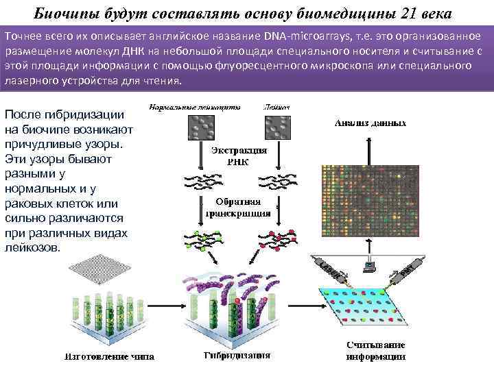 Биочипы будут составлять основу биомедицины 21 века Точнее всего их описывает английское название DNA-microarrays,