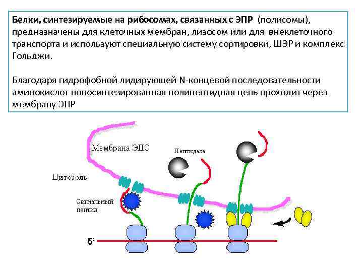 Белки, синтезируемые на рибосомах, связанных с ЭПР (полисомы), предназначены для клеточных мембран, лизосом или