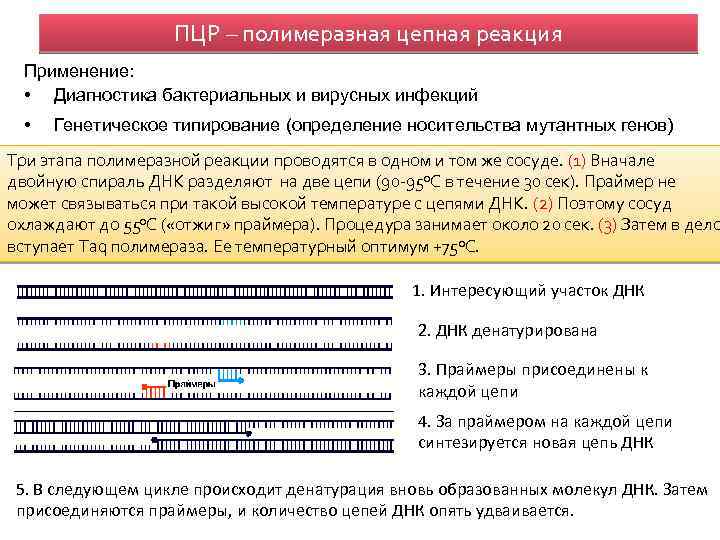 ПЦР – полимеразная цепная реакция Применение: • Диагностика бактериальных и вирусных инфекций • Генетическое