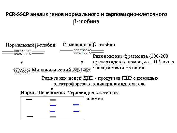 PCR-SSCP анализ генов нормального и серповидно-клеточного -глобина 