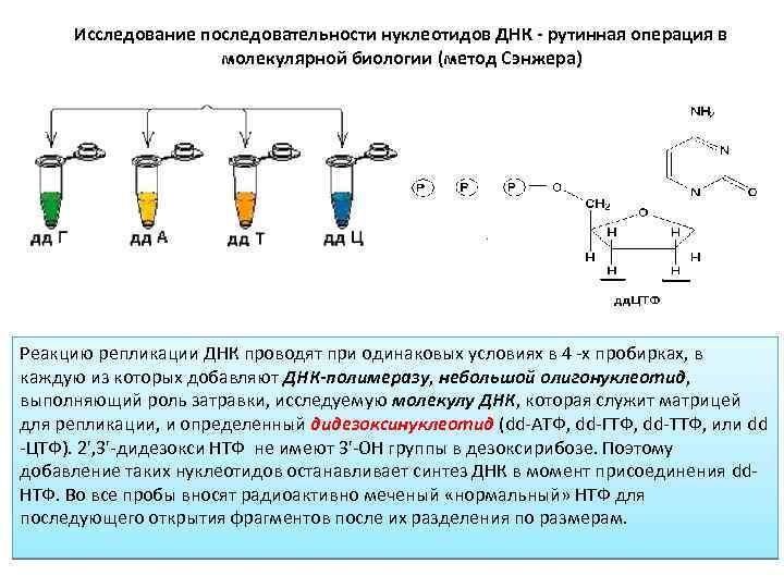 Включение двух лишних нуклеотидов в молекулу. Изучение последовательности нуклеотидов в клетке метод. Изучение последовательности нуклеотидов ДНК. Определение последовательности нуклеотидов в ДНК метод. Метод изучения последовательности нуклеотидов.