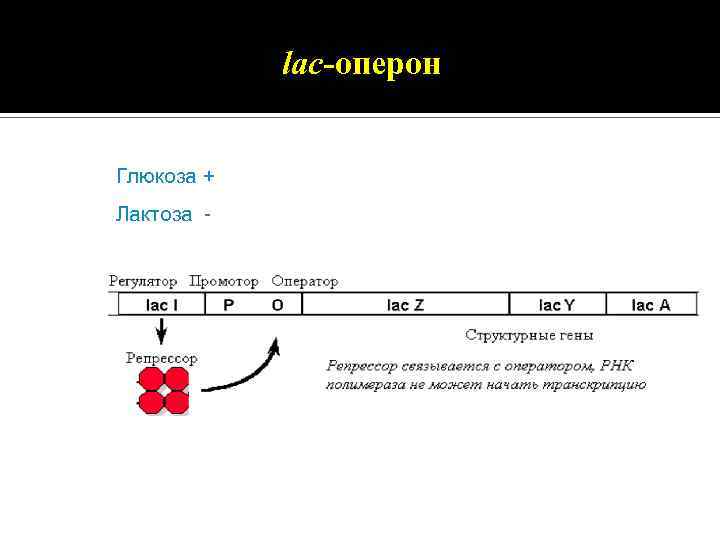 lac-оперон Глюкоза + Лактоза - 