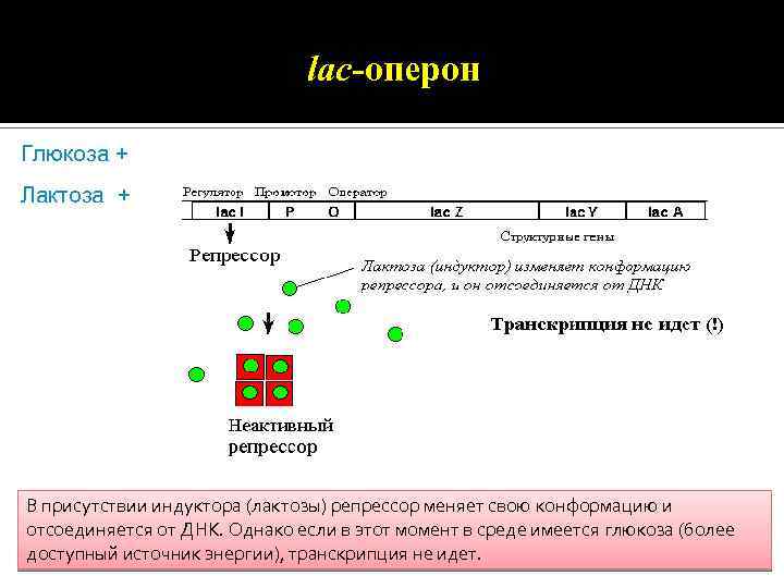 lac-оперон Глюкоза + Лактоза + В присутствии индуктора (лактозы) репрессор меняет свою конформацию и