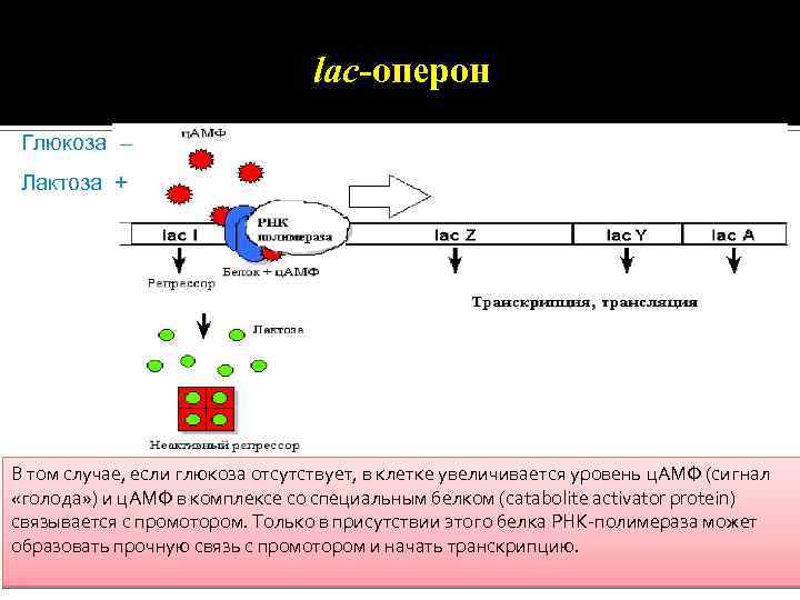 lac-оперон Глюкоза – Лактоза + В том случае, если глюкоза отсутствует, в клетке увеличивается