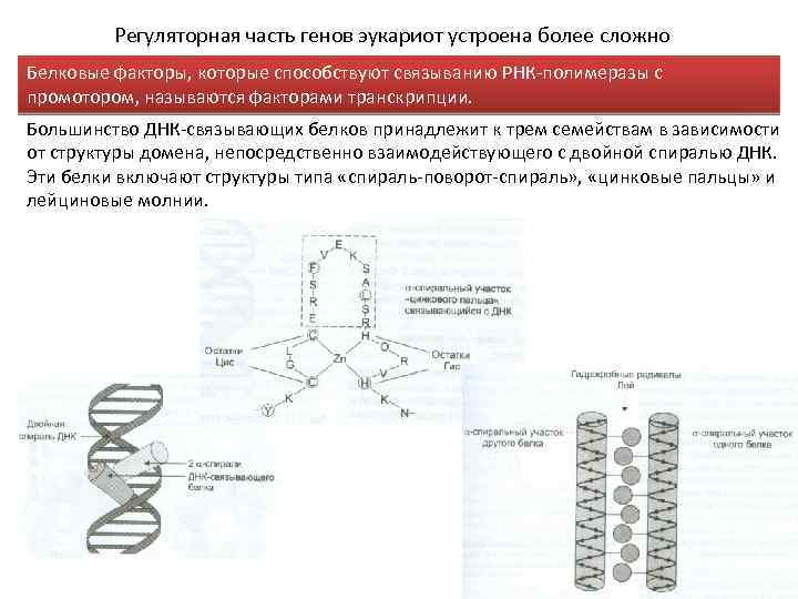 Регуляторная часть генов эукариот устроена более сложно Белковые факторы, которые способствуют связыванию РНК-полимеразы с