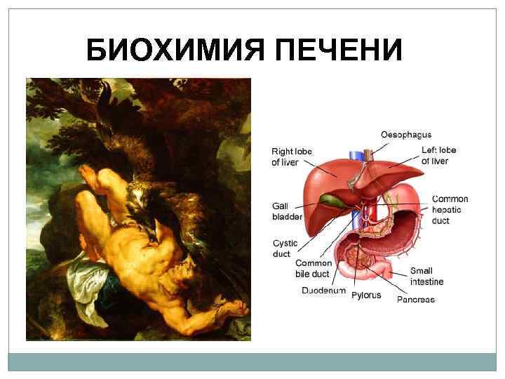 БИОХИМИЯ ПЕЧЕНИ 