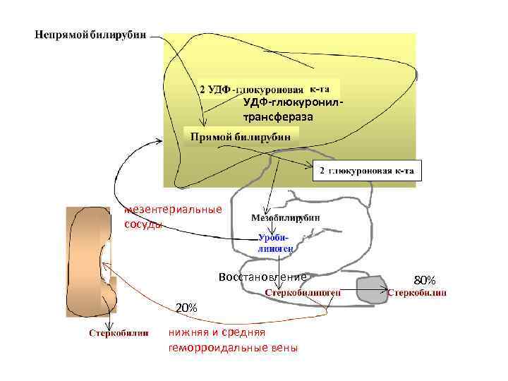 УДФ-глюкуронилтрансфераза мезентериальные сосуды Восстановление 20% нижняя и средняя геморроидальные вены 80% 