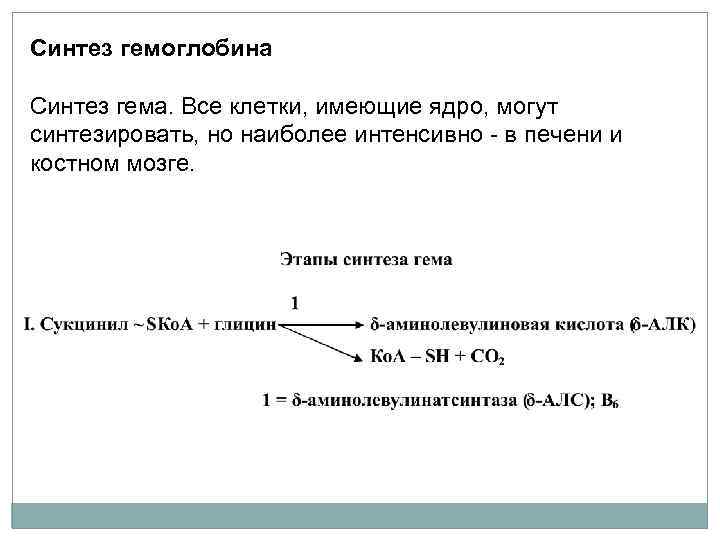 Синтез гемоглобина Cинтез гема. Все клетки, имеющие ядро, могут синтезировать, но наиболее интенсивно -