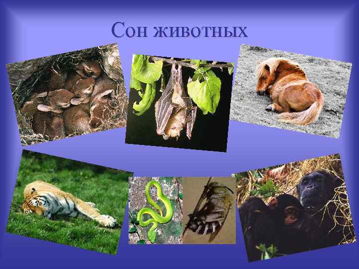 Сон животных 