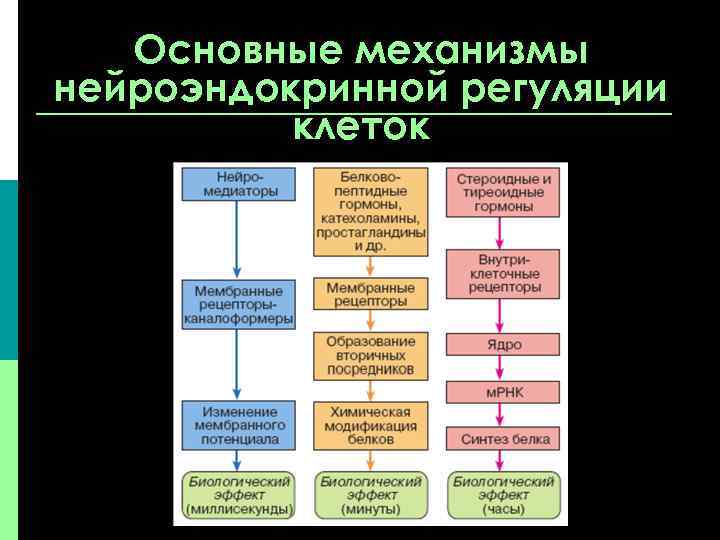 Основные механизмы нейроэндокринной регуляции клеток 