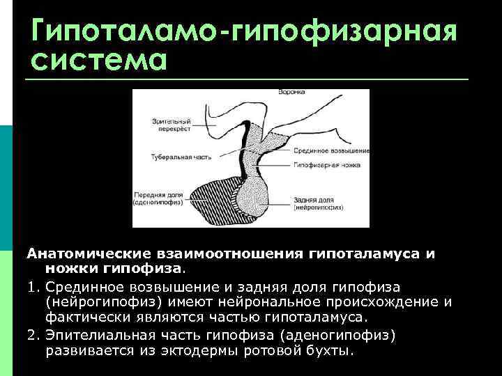 Гипоталамо-гипофизарная система Анатомические взаимоотношения гипоталамуса и ножки гипофиза. 1. Срединное возвышение и задняя доля