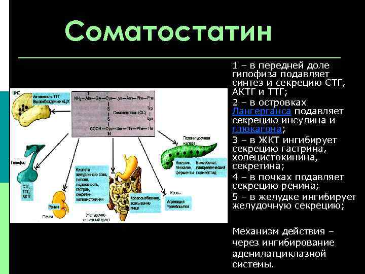 Соматостатин 1 – в передней доле гипофиза подавляет синтез и секрецию СТГ, АКТГ и