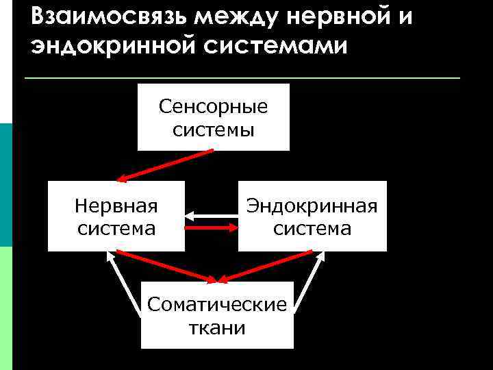 Взаимосвязь между нервной и эндокринной системами Сенсорные системы Нервная система Эндокринная система Соматические ткани