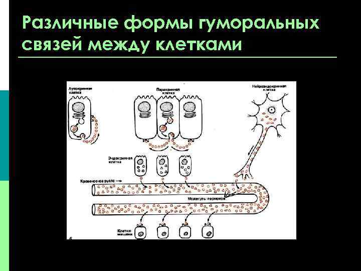 Различные формы гуморальных связей между клетками 