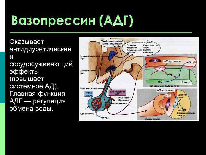 Вазопрессин (АДГ) Оказывает антидиуретический и сосудосуживающий эффекты (повышает системное АД). Главная функция АДГ —