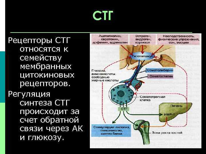 СТГ Рецепторы СТГ относятся к семейству мембранных цитокиновых рецепторов. Регуляция синтеза СТГ происходит за