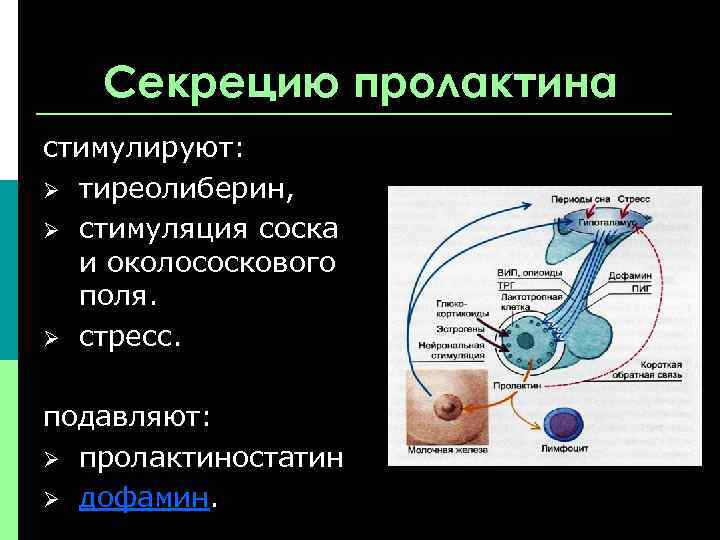 Секрецию пролактина стимулируют: Ø тиреолиберин, Ø стимуляция соска и околососкового поля. Ø стресс. подавляют: