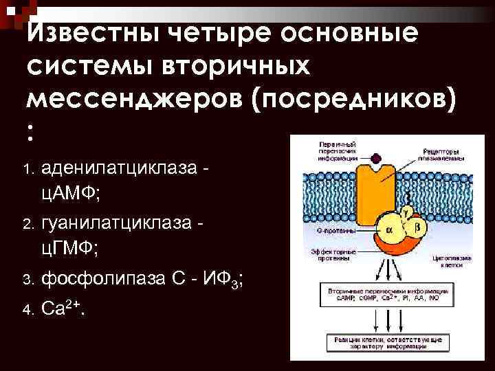 Известны четыре основные системы вторичных мессенджеров (посредников) : 1. аденилатциклаза ц. АМФ; 2. гуанилатциклаза