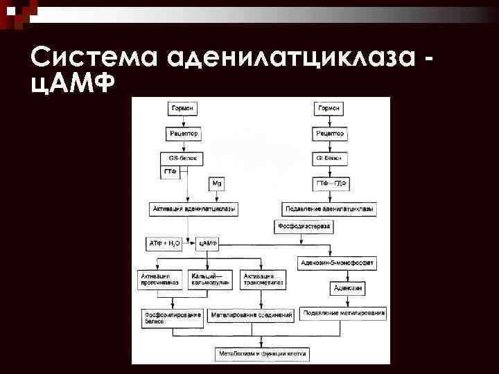 Система аденилатциклаза ц. АМФ 