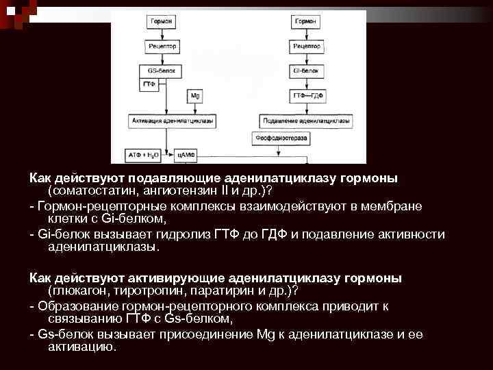 Как действуют подавляющие аденилатциклазу гормоны (соматостатин, ангиотензин II и др. )? - Гормон-рецепторные комплексы