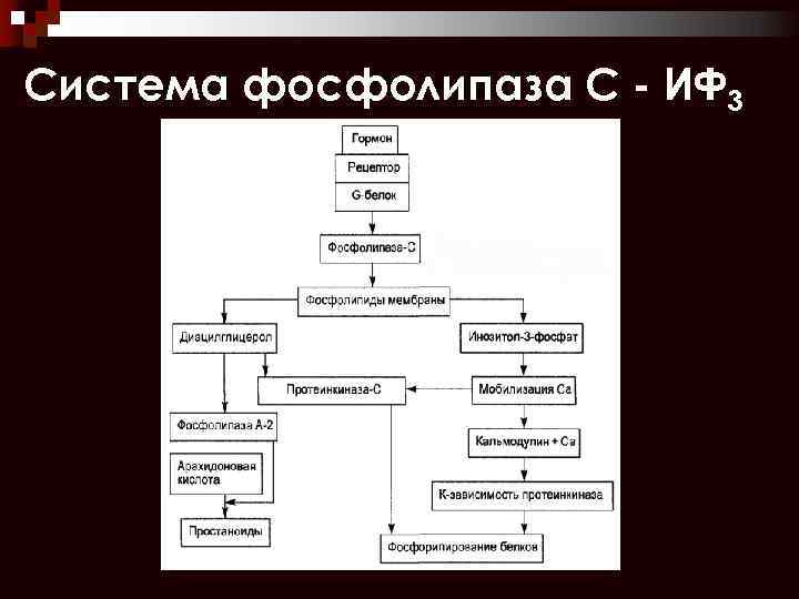 Система фосфолипаза С - ИФ 3 