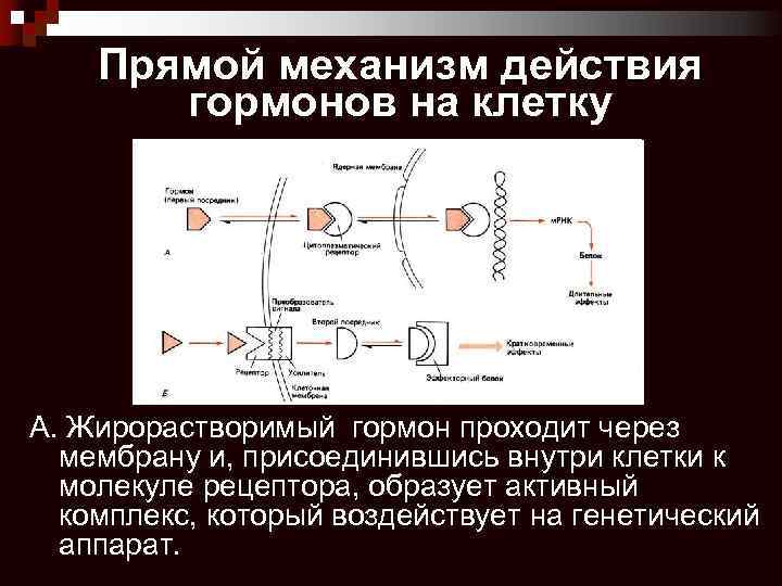 Мембранно внутриклеточный механизм действия гормонов