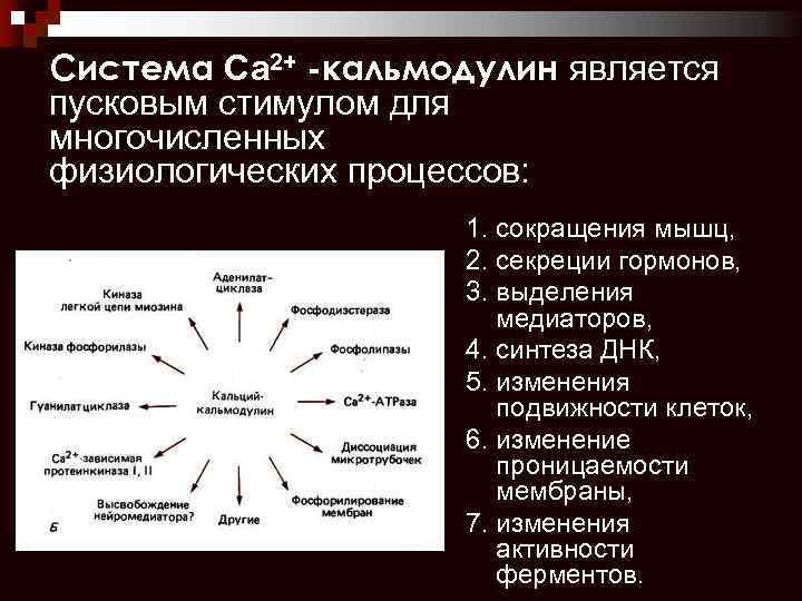 Система Са 2+ -кальмодулин является пусковым стимулом для многочисленных физиологических процессов: 1. сокращения мышц,