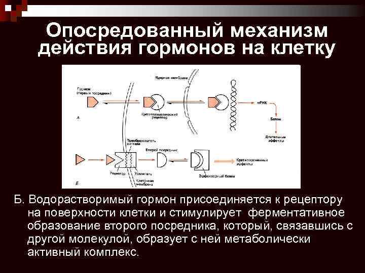 Схема мембранной рецепции