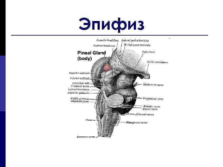 Анатомия и физиология щитовидной железы презентация