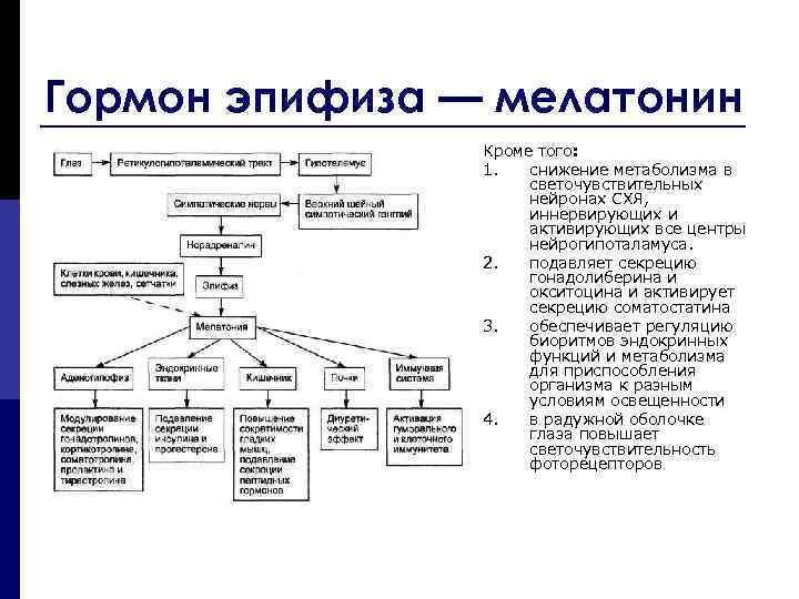 Гормон эпифиза — мелатонин Кроме того: 1. снижение метаболизма в светочувствительных нейронах СХЯ, иннервирующих