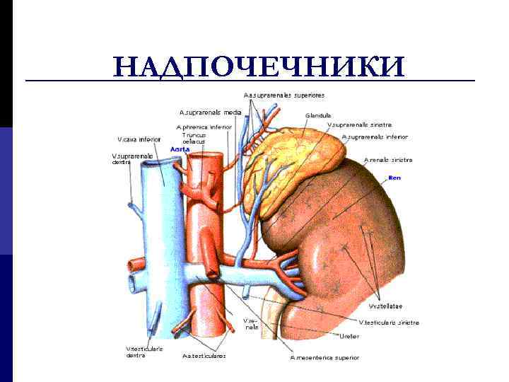 НАДПОЧЕЧНИКИ 