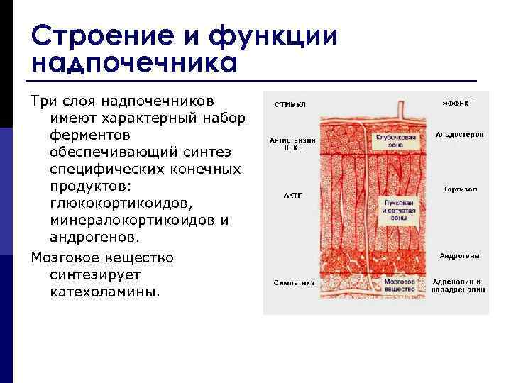 Схема восстановления надпочечников