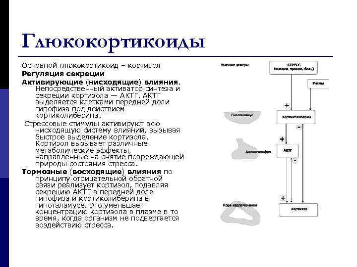 Секреция глюкокортикоидов