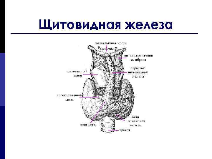 Щитовидная железа схема