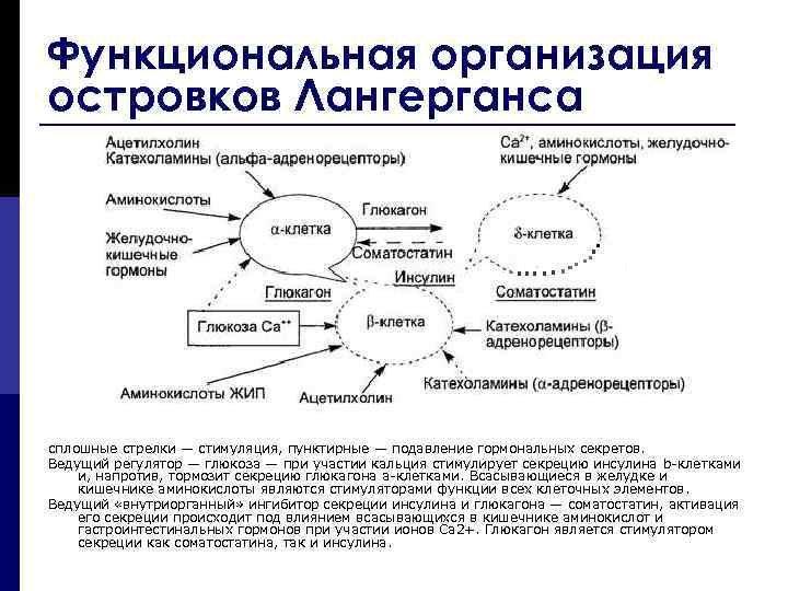 Функциональная организация островков Лангерганса сплошные стрелки — стимуляция, пунктирные — подавление гормональных секретов. Ведущий