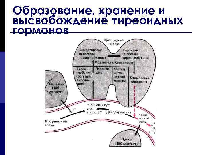 Схема образования и секреции тиреоидных гормонов