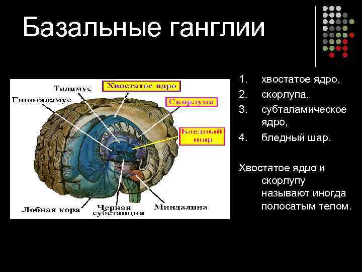 Базальные ганглии 1. 2. 3. 4. хвостатое ядро, скорлупа, субталамическое ядро, бледный шар. Хвостатое