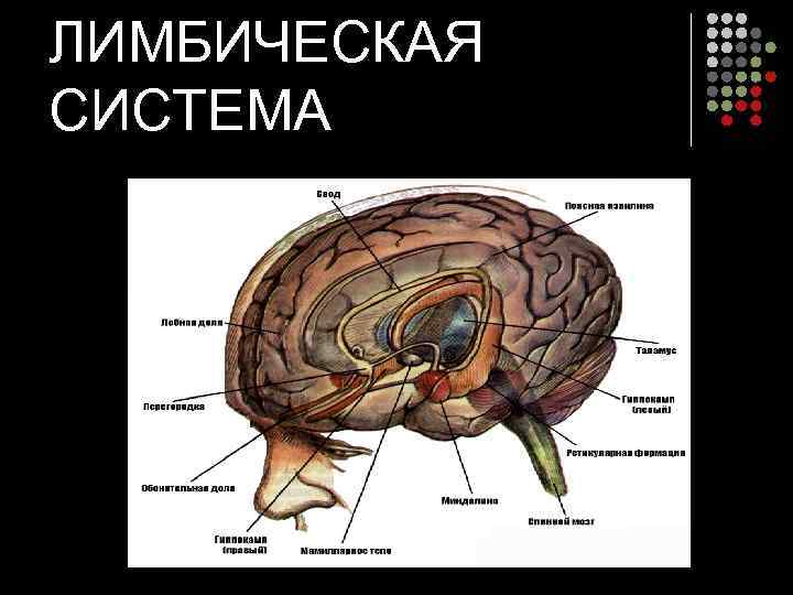 ЛИМБИЧЕСКАЯ СИСТЕМА 