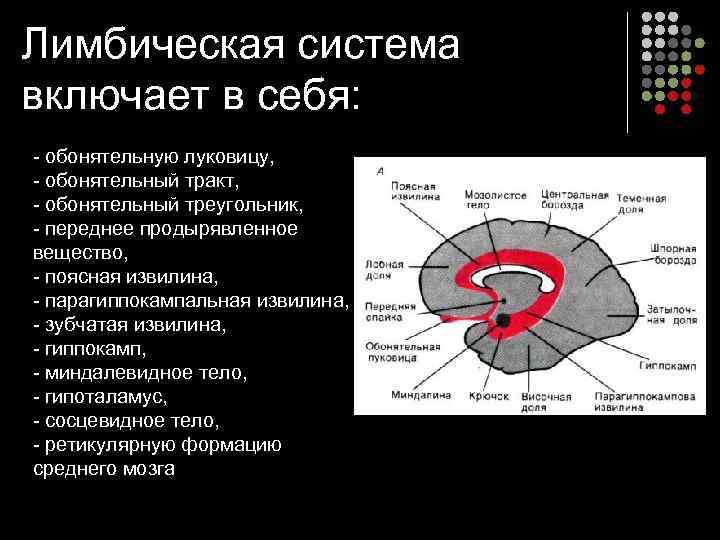 За что отвечает лимбическая система мозга. Лимбическая система поясная извилина. Обонятельный мозг и лимбическая система. Роль лимбической системы физиология.