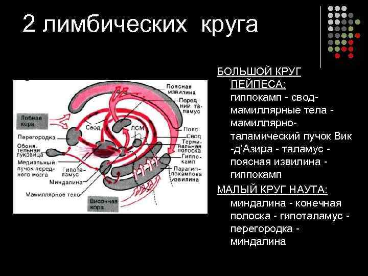 2 лимбических круга БОЛЬШОЙ КРУГ ПЕЙПЕСА: гиппокамп - свод- мамиллярные тела - мамиллярноталамический пучок