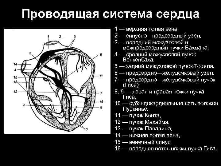 Проводящая система сердца 1 — верхняя полая вена, 2 — синусно—предсердный узел, 3 —