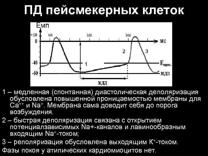 ПД пейсмекерных клеток 2 3 1 1 – медленная (спонтанная) диастолическая деполяризация обусловлена повышенной